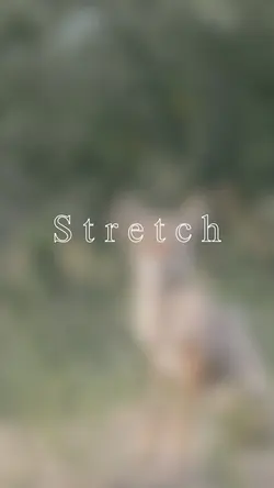 Stretch 