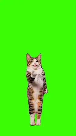 Cat/Gato