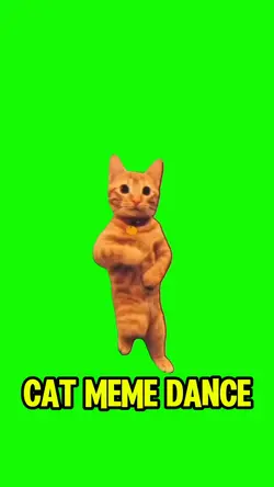 cat meme