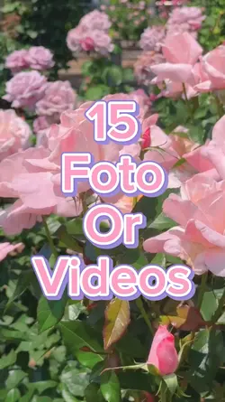 15 Video Slides
