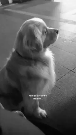 nem se despediu..