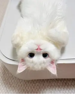 Miawwwwwww miaw miaw