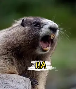 TUPAI PANGGIL NAMA 