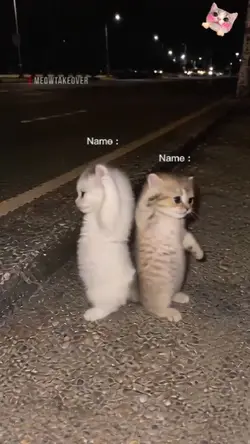 Cute Cat