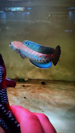 Mẫu lóc đẹp 
