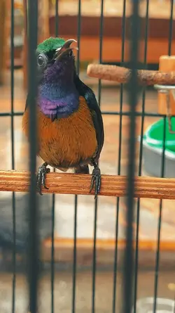 Manuk22-Omkumiskicau