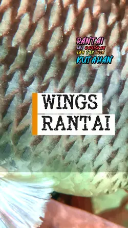 Wings