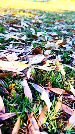 My trees