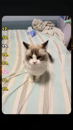 cat sounds