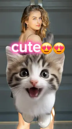 cute cat cute music