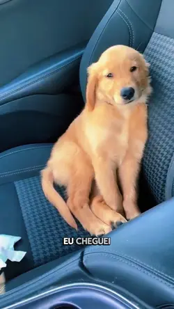 cachorro|meme|sono