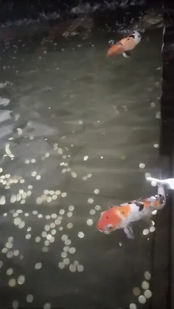 My favorite catch 