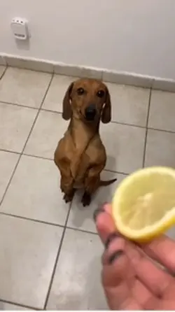 Dogge eat Lehmonn