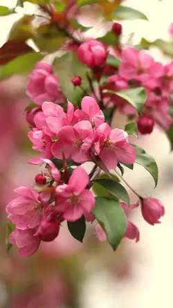 cherry blossom