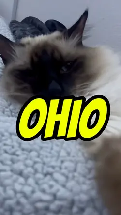 OHIO! (KPOP PARODY)