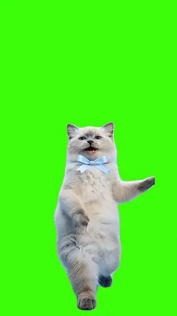 Cat/Gato.