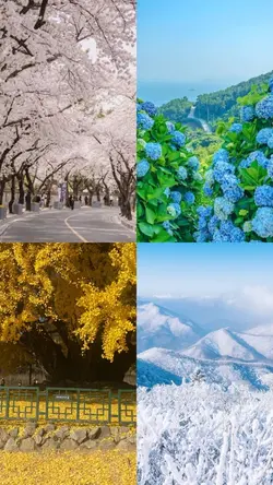 사계절 🌸🌿🍁❄️