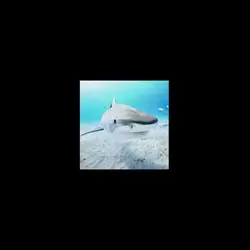 shark edit