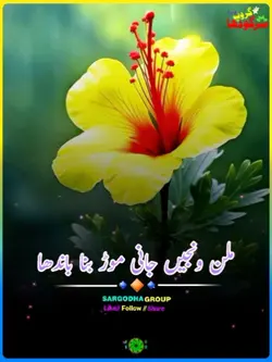 چٹے کبوتر 