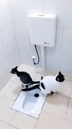 kucing pintar