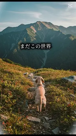 日本の絶景と愛犬🐶