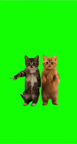 Left rigth cats
