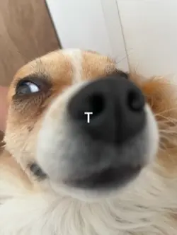 Puppy trend