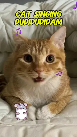 Cat singing