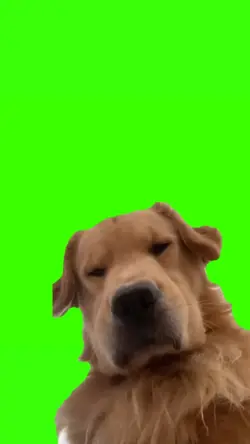 angry dog