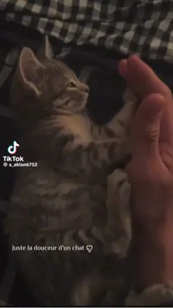 Chat