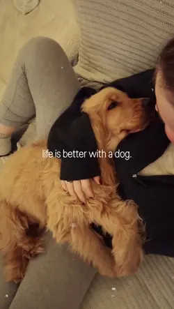love my dog