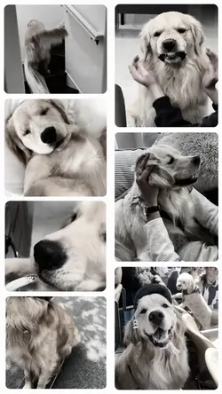 Pets: camera roll