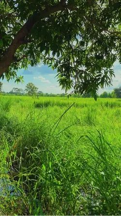 สวรรค์บ้านนา