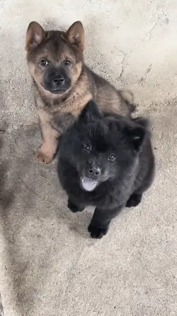 Kiki Cute Mes 🐶🩷