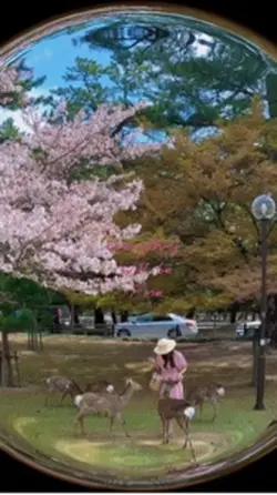 벚꽃보러 갈래요?🥰