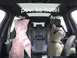 pov cat