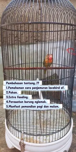 edukasi lovebird