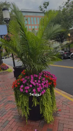 تولد