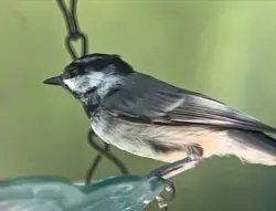 Sparrow and Light