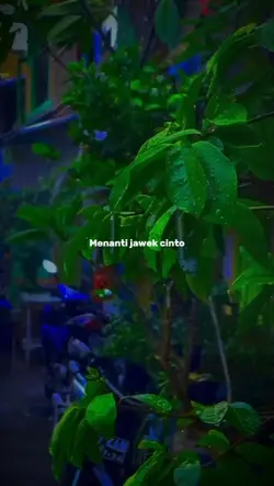 Menanti jawek cinto