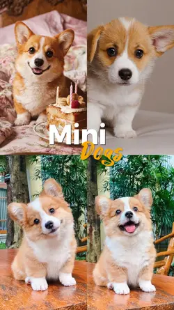 MINI DOGS