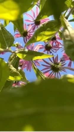 Mashaallah