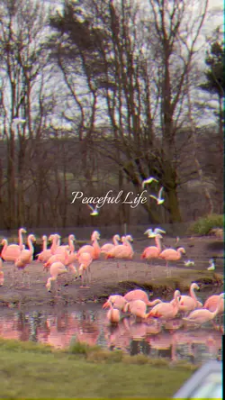 A peaceful life