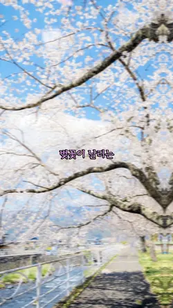 벚꽃길 🌸
