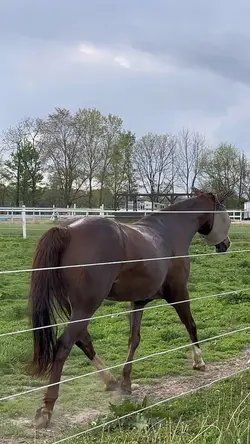 DANG PONY 😍