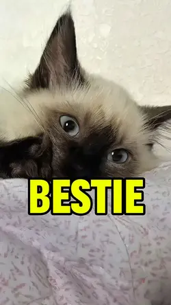 Hey bestie! 😸😺😽