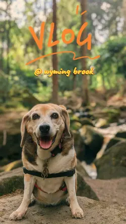 dog daily life
