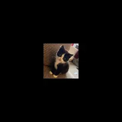gatito