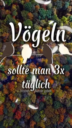 Witz