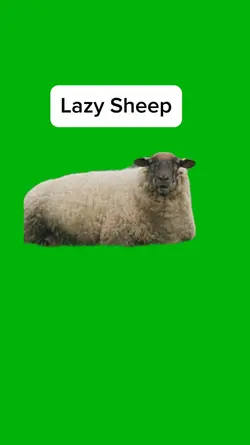 Sheep chilling 